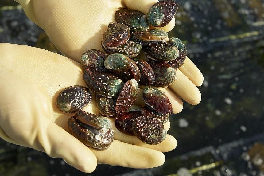 Oceanus is involved mainly in the production and sale of high-value live seafood. The group intends to focus on producing Japanese abalone in the years to come as well as to scale down on fish farming.&nbsp;-- PHOTO: OCEANUS GROUP LTD