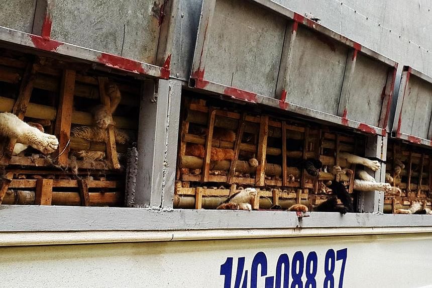 This picture taken on Jan 27, 2015, shows seized cages of live cats transported in a truck in Hanoi. -- PHOTO: AFP