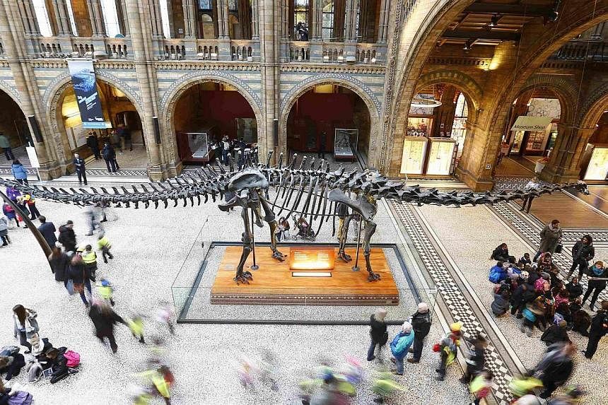 Visiting school children stream past, as others sit under "Dippy", the moulded resin replica of a fossilised Diplodocus in the main hall of the Natural History Museum in London Jan 29, 2015. -- PHOTO: REUTERS
