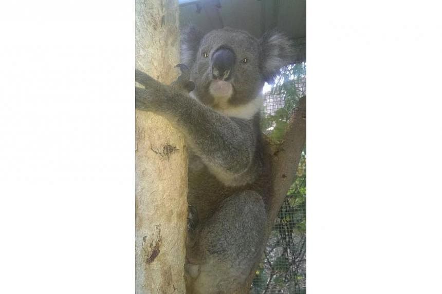 A picture of Jeremy after all his intensive care treatment has completed. Australian Marine Wildlife Research &amp; Rescue Organisation Inc. (AMWRRO) has stated on their Facebook page that the koala has been released back to the wild where he was ini
