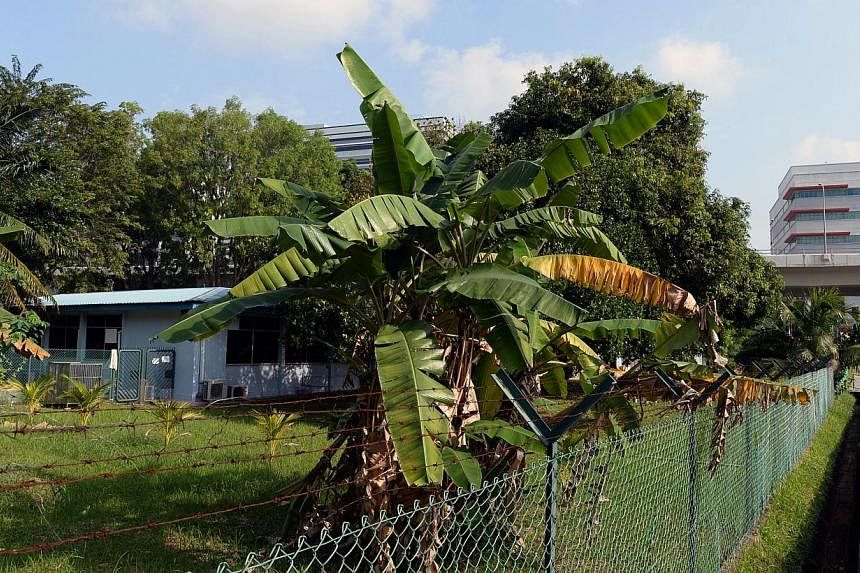 AVA has called for a tender to build a new animal facility, which will include an animal holding area and an education centre, to replace its 20-year-old Centre for Animal Welfare and Control in Pasir Panjang (above). The new centre will be in Sungei