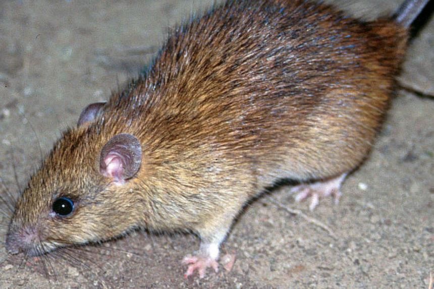 Black rat, a common rodent found in Singapore. To outsmart rats, pest controllers are arming themselves not just with glue boards and traps, but also a range of equipment such as motion sensors and infrared technology. -- PHOTO: WIKIMEDIA COMMONS