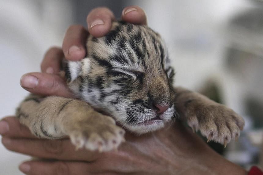 Conservationists must try to reduce the demand for tiger parts in China as part of a campaign to save the big cats, wildlife experts warned at an anti-poaching conference in Kathmandu. -- PHOTO: REUTERS