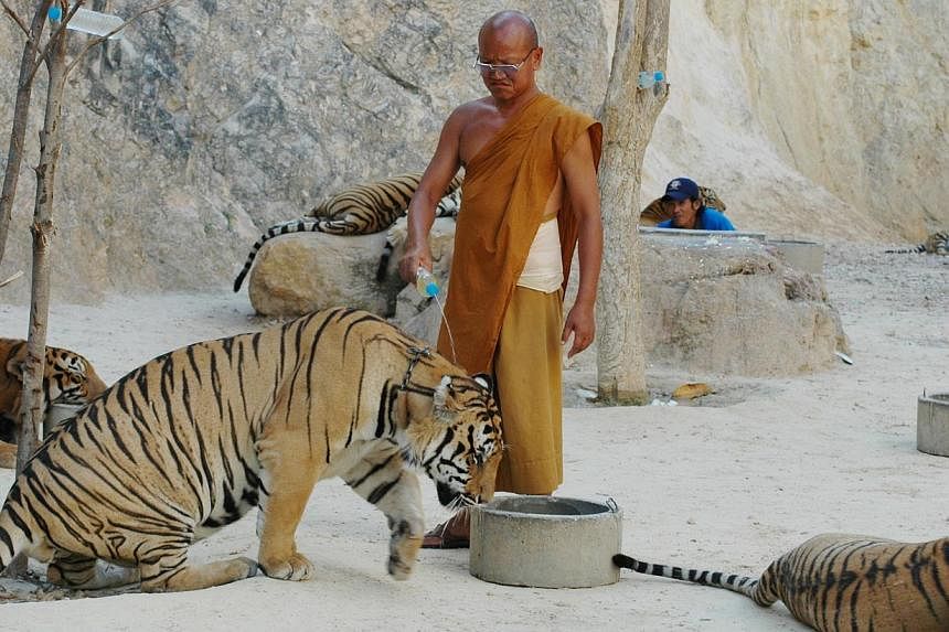 The temple has been dogged for years by talk of links to wildlife trafficking and its maltreatment of tigers. -- PHOTO: CARE FOR THE WILD INTERNATIONAL