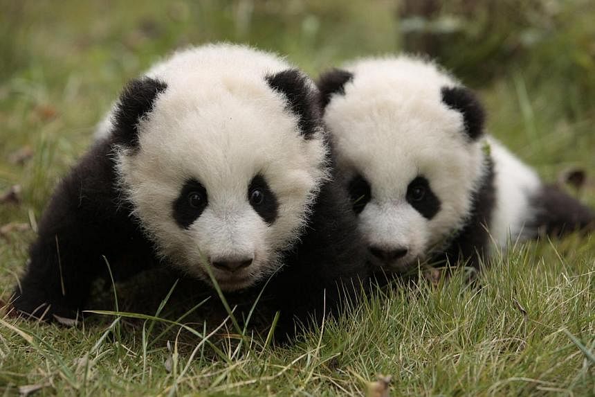 Giant panda twins Maozhu and Maosun play at the Giant Panda Research Base in Chengdu, Sichuan province on&nbsp;Nov 20, 2014. An outbreak of canine distemper has claimed the lives of four pandas, regarded as national treasures in China, in the space o