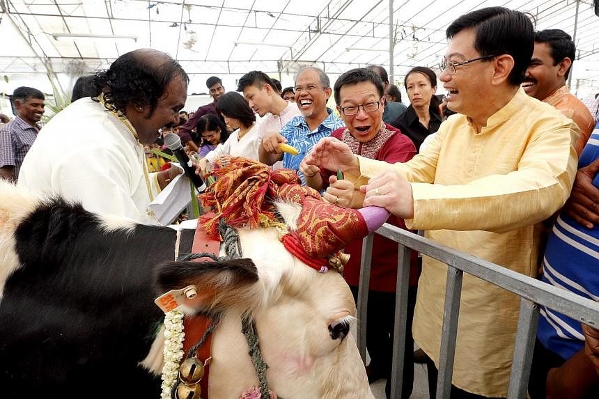 Education Minister Heng Swee Keat putting a garland around a cow as he joined about 500 Tampines residents to celebrate Pongal, a South Indian festival.&nbsp;-- ST PHOTO: CHEW SENG KIM