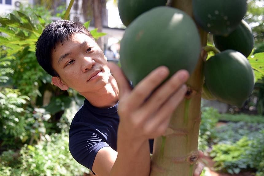 Mr Alexius Yeo, who also grows fruit such as papaya (above) in his garden.