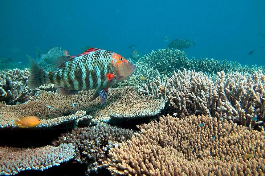 Conservationists say dumping waste in reef waters damages it by smothering corals and sea grasses and exposing them to poisons and high levels of nutrients. -- PHOTO:&nbsp;OVE HOEGH-GUILDBERG