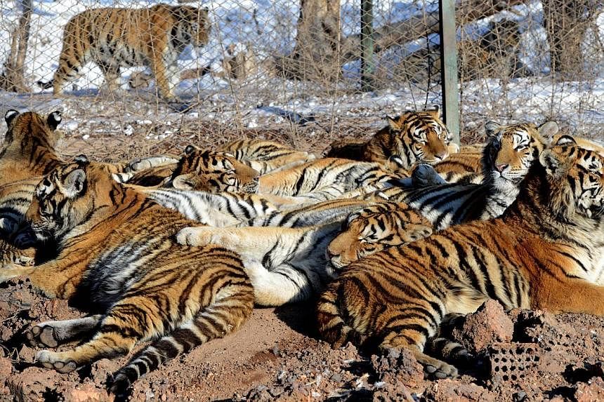 This file picture taken on Jan 6, 2014, shows Siberian tigers resting at the Siberian Tiger Park in Harbin, northeast China's Heilongjiang province. Campaigners say such "entertainment" in China is putting big cats further in the jaws of extinction.&