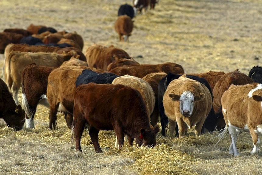 Cattle graze in a pasture in the foothills of the Rocky Mountains west of Calgary, Alberta in a Jan 23, 2006, file photo. Canada confirmed on Feb 13, 2015, that it had found a case of bovine spongiform encephalopathy (BSE), also known as mad cow dise