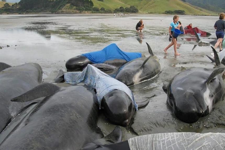 A Dec 27, 2009, photo shows volunteers refloating stranded whales at Colville Bay on North Island's Coromandel Peninsula in New Zealand. -- PHOTO: EPA