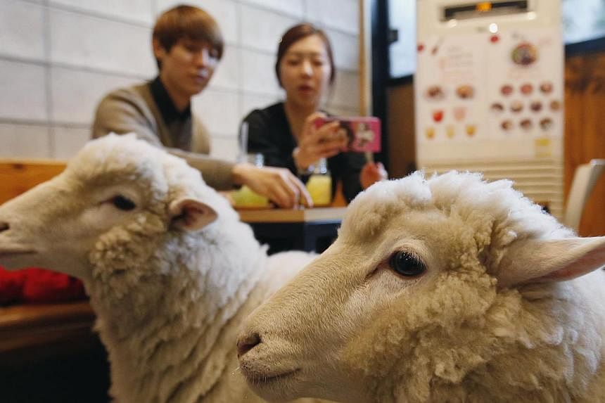 A woman takes photographs of sheep at a sheep cafe in Seoul on Feb 6, 2015. The coming Chinese lunar new year has stirred a debate over which zodiac creature - sheep or goat - is the correct one. -- PHOTO: REUTERS&nbsp;