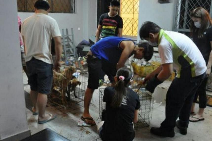 Volunteers rescuing the 24 malnourished dogs after they were found abandoned at a house in Taman Pelangi, Johor Baru. -- PHOTO: THE STAR/ASIA NEWS NETWORK