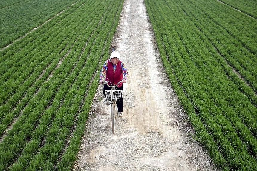 A farmer rides a bicycle along a small alley between wheat fields in Chiping county, Shandong province in this March 24, 2014 file photo.&nbsp;Modernising Chinese agriculture will help in countering slower economic growth by driving investment in rur