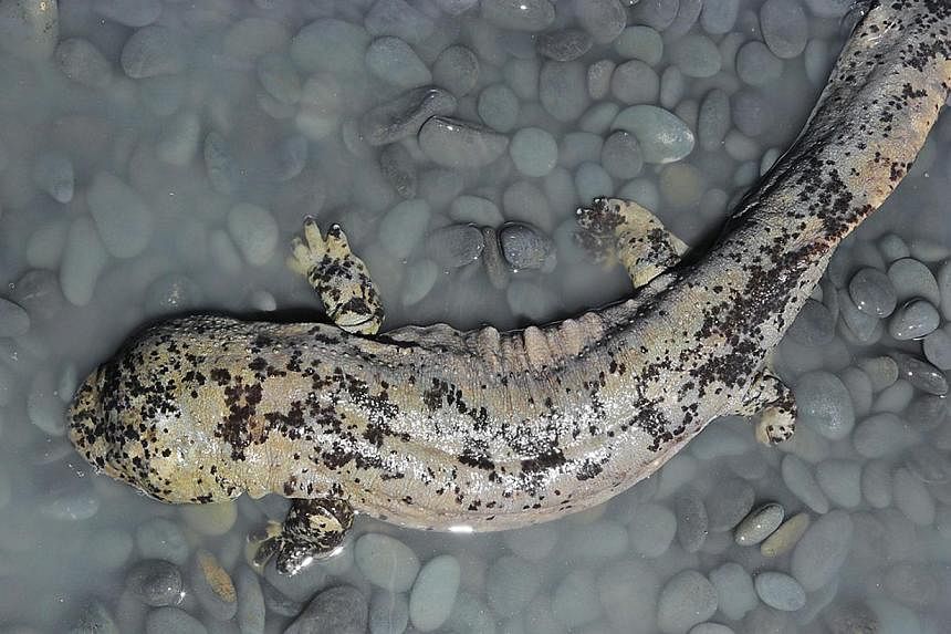 State media reported last month that the officers were allegedly eating the giant salamander (example pictured), the world's largest amphibian, at a seafood restaurant. -- PHOTO: WILDLIFE RESERVES SINGAPORE&nbsp;