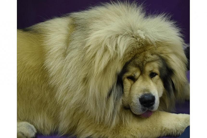 A Tibetan Mastiff rests in the benching area at Pier 92 and 94 in New York City on the 2nd day of competition at the 139th Annual Westminster Kennel Club Dog Show on Feb 17, 2015. -- PHOTO: AFP