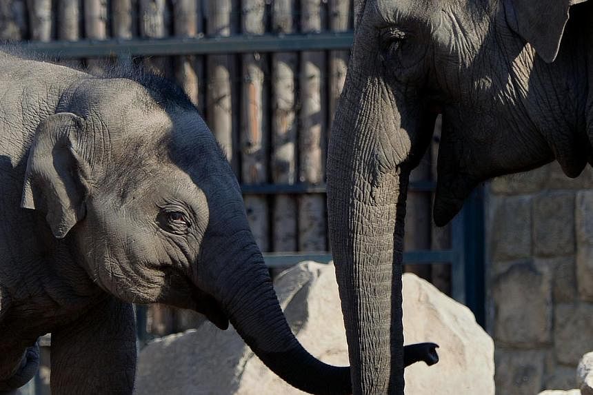In the South African bush, elephants are being trained in the art of "bio-detection" to see if they can use their exceptional sense of smell to sniff out explosives, landmines and poachers. -- PHOTO: AFP