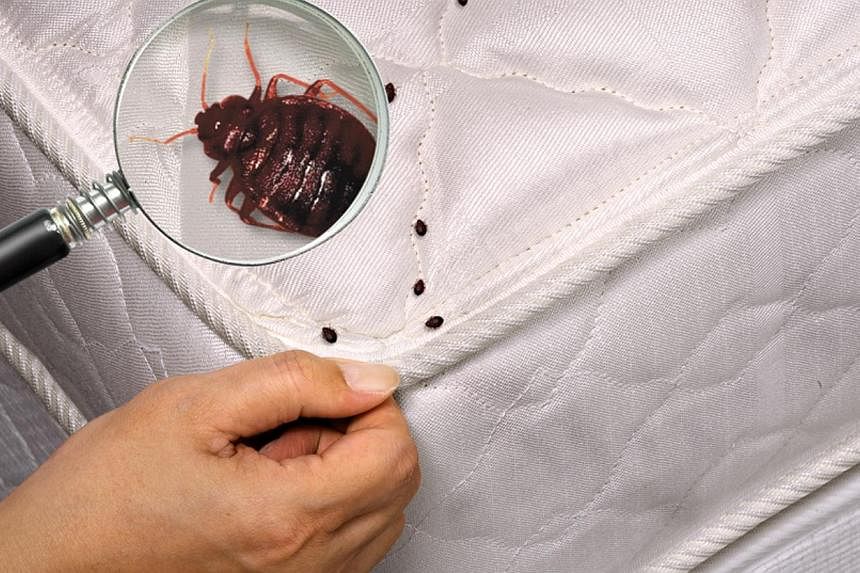 Bedbugs seen on a mattress. A baby died and four young siblings were in critical condition after they were accidentally exposed to bedbug fumigation chemicals at their western Canada home. -- PHOTO: FOUR STARS&nbsp;