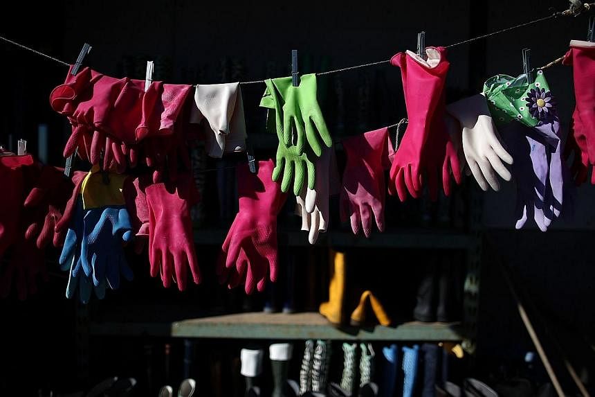 Gloves used by staff and volunteers hang out to dry at the Marine Mammal Center on Feb 24, 2015, in Sausalito, California. -- PHOTO: AFP