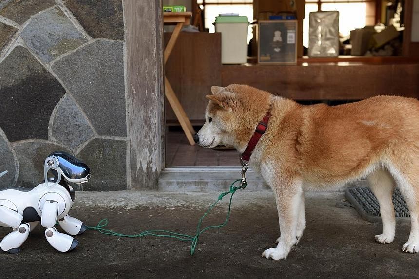 "Kuma," the Shiba Inu (right) looks at AIBO playing after the funeral for 19 Sony's pet robot AIBOs at the Kofuku-ji temple in Isumi, Chiba prefecture on Jan 26, 2015. Sony rolled out the first-generation AIBO in June 1999, with the initial batch of 