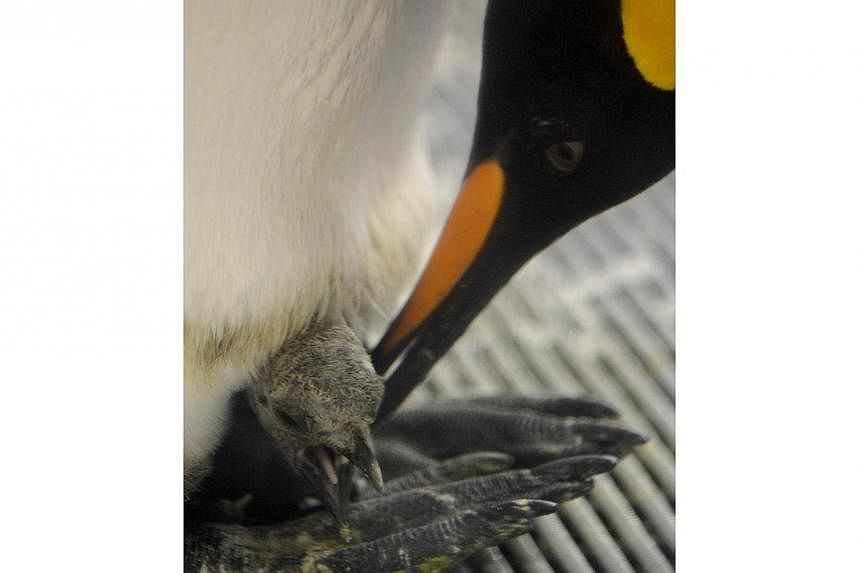 A sub-Antarctic king penguin tending to its chick after a weighing at the Sea Life Melbourne aquarium on Feb 26, 2015. -- PHOTO: EPA