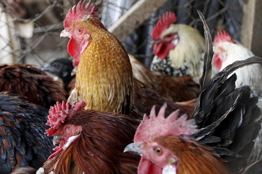 Chickens at a market in Gombe State, Nigeria, on Jan 30, 2015. Myanmar has culled thousands of poultry to try and contain an outbreak of H5N1 bird flu in Monywa, west of Mandalay. -- PHOTO: REUTERS