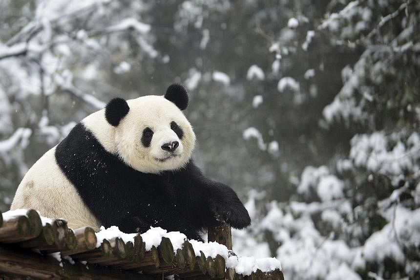 Giant panda Weiwei rests in its enclosure during snowfall at a zoo in Wuhan, Hubei province on Feb 1, 2015. China's population of wild giant pandas jumped nearly 17 per cent over a decade, with conservation measures credited as being behind the incre