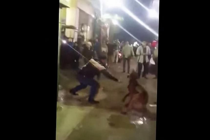 A screenshot from footage posted to YouTube shows one member of a group of assailants lunging at the dog with a knife.&nbsp;&nbsp;Four men face trial in Egypt after horrific footage of the brutal street killing of a dog sparked outrage when it was ai