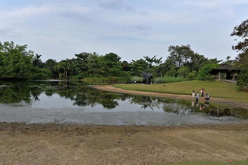 A family watching ducks in the Eco Lake in Botanic Gardens on Feb 24, 2015. The unusually dry weather since the start of the year is expected to continue for another two weeks at least. -- PHOTO: CAROLINE CHIA &nbsp;