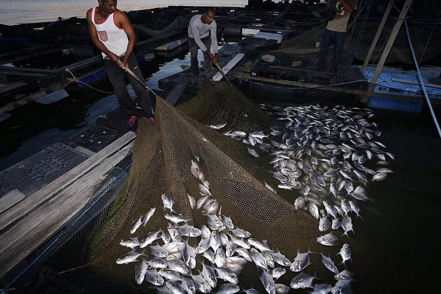 Workers showing the dead pompano and red snappers at a kelong off Pasir Ris beach on Feb 28 2015. -- ST PHOTO: KEVIN LIM