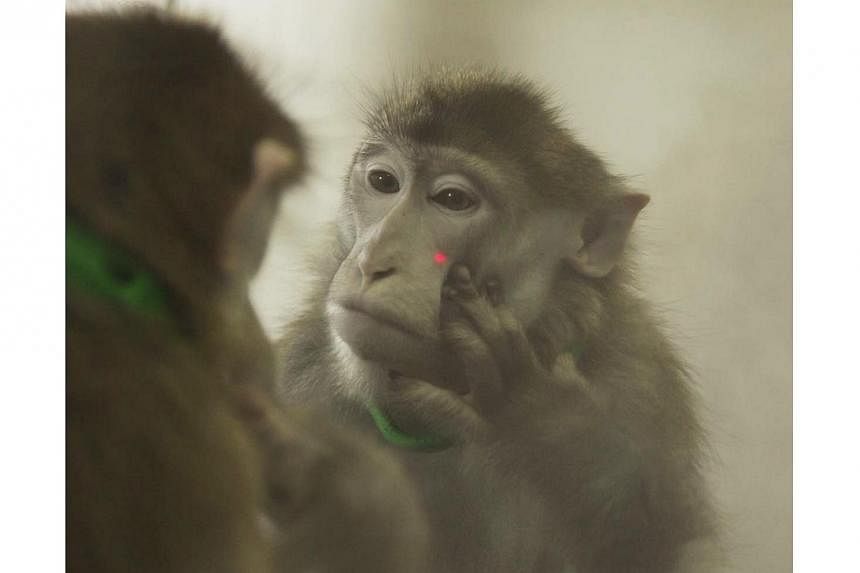 US officials in Louisiana are investigating how a dangerous and often deadly bacteria got out of a high-security laboratory at the Tulane National Primate Research Centre, USA Today reported. -- PHOTO: REUTERS&nbsp;