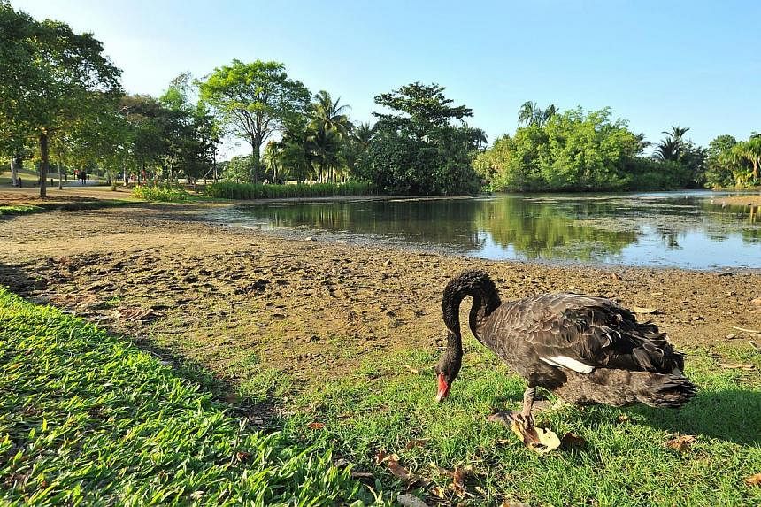 A black swan on the parched edge of the Eco Lake in the Singapore Botanic Gardens. All areas of Singapore experienced below-average rainfall last month, said the National Environment Agency, and the first half of this month is expected to have less r