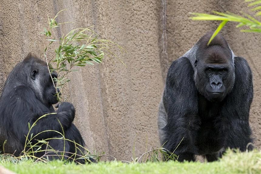 Gorillas at the zoo in Los Angeles, California in this Jan 28, 2015 photo. Two of four strains of the virus that can cause AIDS come from gorillas in south-western Cameroon, say scientists in a report. -- PHOTO: REUTERS