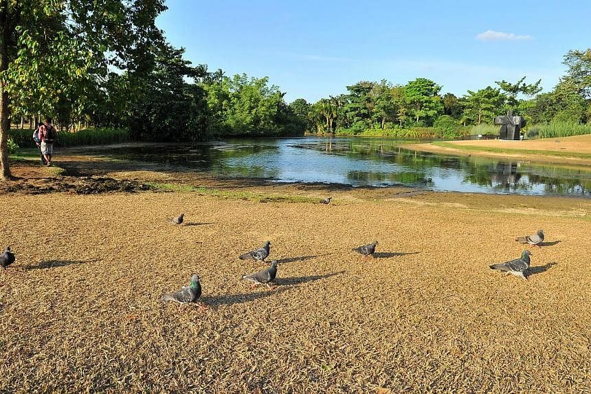 The Eco Lake at Singapore Botanic Gardens on 17 February 2015. Dry weather is causing the grass to turn brown and water level to recede. -- PHOTO: ST FILE&nbsp;