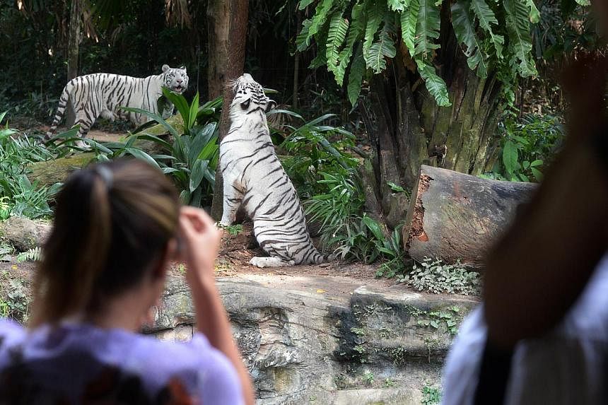Singapore Zoo introduces a flurry of felines in the coming months.&nbsp;The Singapore Zoo is getting at least seven new big cats, including a pair of rare white tigers. -- PHOTO:&nbsp;STRAITS TIMES