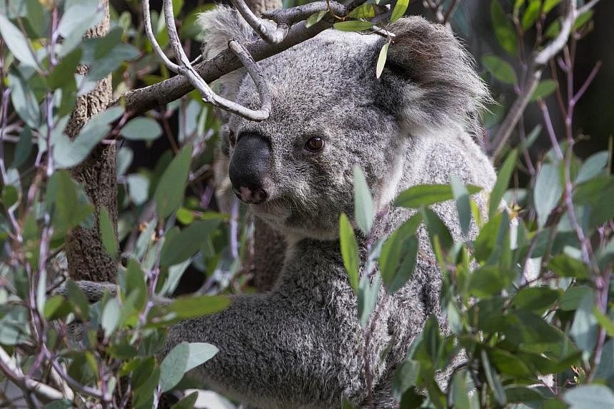 A koala is seen perched on an eucalyptus tree branch. Close to 700 koalas have been killed off by the authorities in south-eastern Australia because overpopulation led to the animals starving, a state minister confirms on Wednesday. -- PHOTO: REUTERS