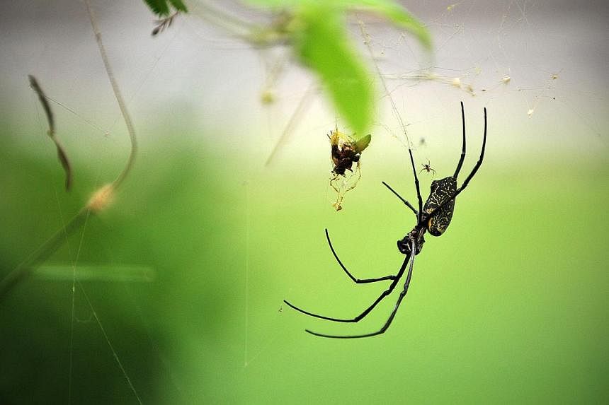 Spider venom may contain a long-sought secret ingredient for an effective, long-term painkiller, researchers said on Wednesday. -- PHOTO: ST FILE&nbsp;