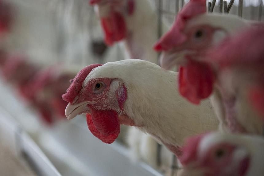 Fast-food giant McDonald's announced Wednesday it would stop serving chicken raised with antibiotics that are important to human health, as worries grow over resistance to crucial drugs. -- PHOTO: REUTERS
