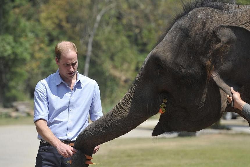 Britain's Prince William feeds a baby elephant in the wild elephant valley in Xishuangbanna, or Sibsongbanna Dai autonomous prefecture, southwest China's Yunnan province on Mar 4, 2015. He won praise from Chinese Internet users after he visited an el