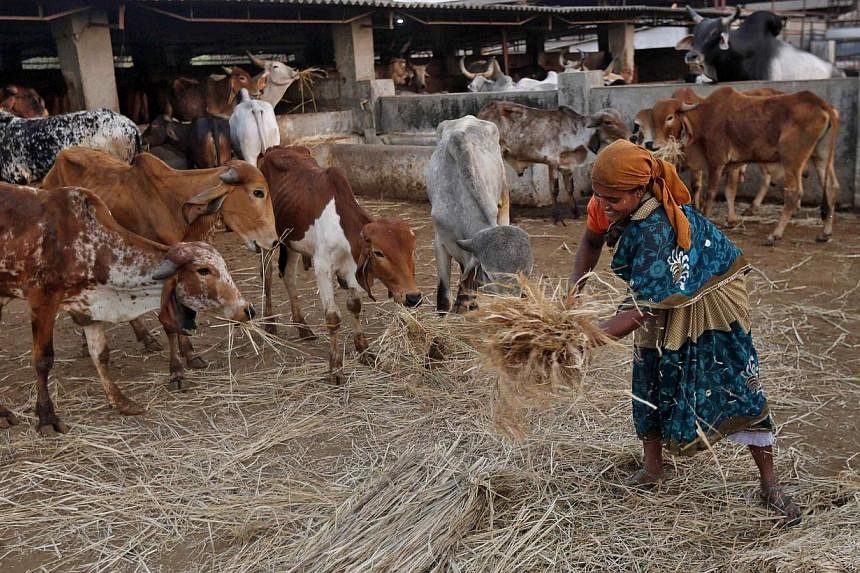 A woman spreads out fodder for rescued cattle at a "goushala", or a cow shelter at Aangaon village in the western Indian state of Maharashtra on Feb 20, 2015.&nbsp;The police in a west Indian township have asked cattle owners to supply photographs of
