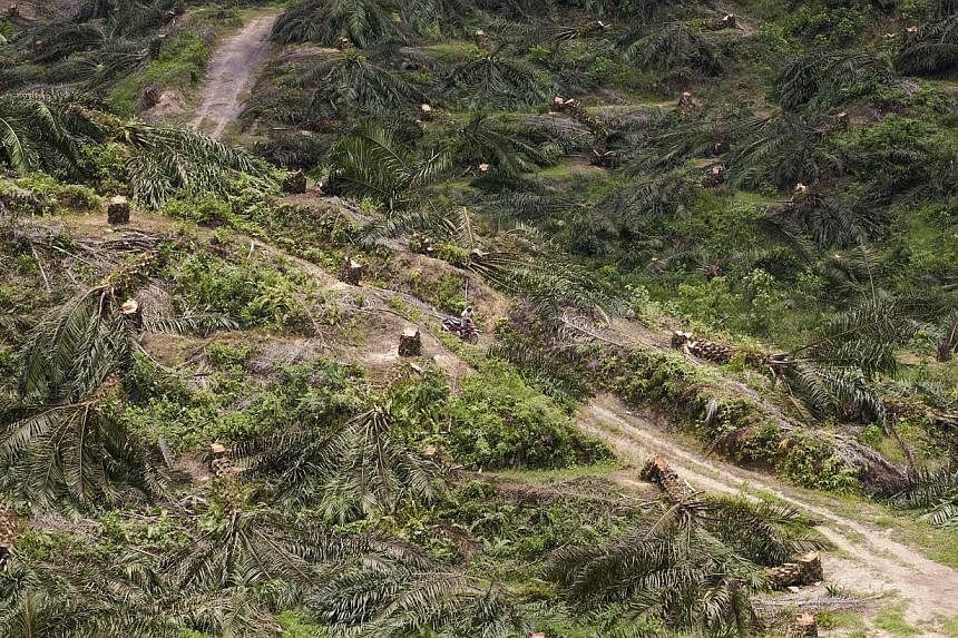Indonesia, home to the world's third-largest tropical forests and a powerful palm oil industry, will extend a ban on forest clearing, a government official said on Wednesday. -- PHOTO: AFP