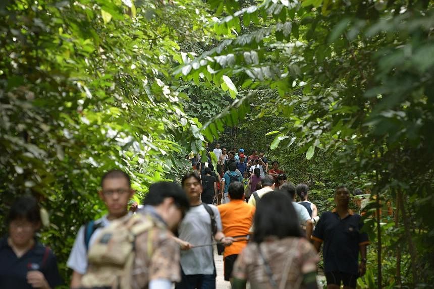 Bukit Timah Nature Reserve will re-open to the public on weekends. It has been undergoing renovation works since September last year. -- ST PHOTO: KUA CHEE SIONG&nbsp;