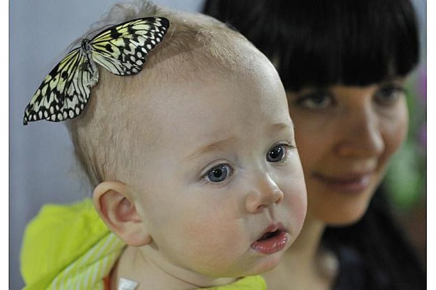A butterfly lands on the head of a baby during a butterflies exhibition in Bishkek, Kyrgyzstan,&nbsp;on Jan 9, 2015. Researchers on Thursday reported a series of experiments that demonstrated that babies actively sought to learn when they witnessed s
