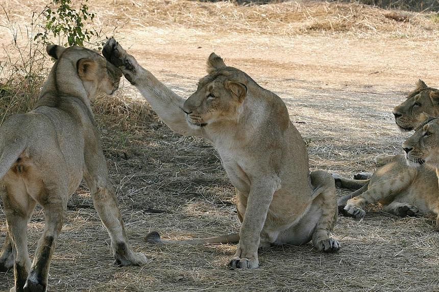 India on Saturday began a five-yearly count of asiatic lions in the western state of Gujarat's Gir sanctuary, the last habitat for the endangered big cats globally, an official said. -- PHOTO: AFP