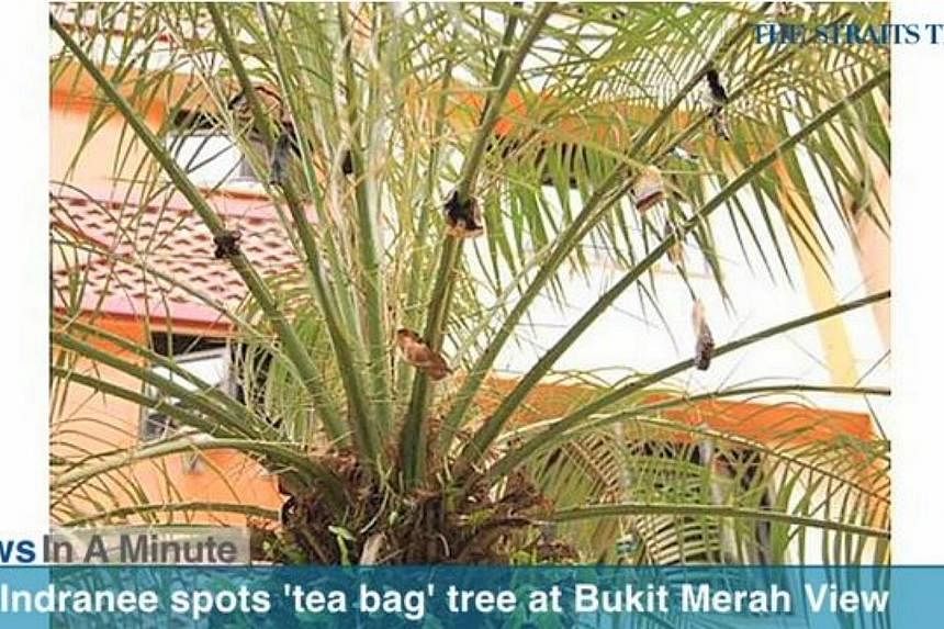 Tanjong Pagar GRC MP Indranee Rajah spotted a tree littered with tea bags on its branches while taking a walk at Bukit Merah View after a Cleaners Appreciation Day. -- SCREENGRAB FROM RAZORTV