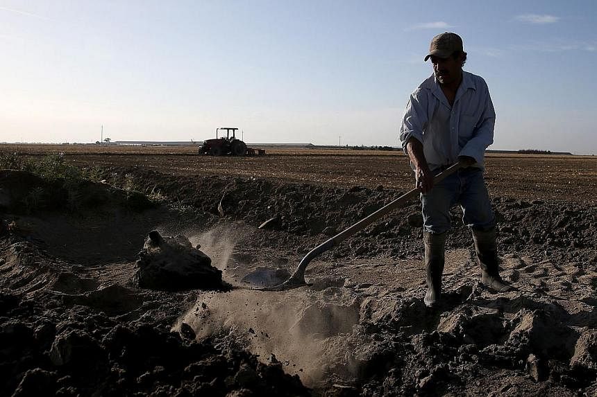 A worker digging a ditch next to a fallow field on April 24, 2015, in Hanford, California. -- PHOTO: AFP&nbsp;