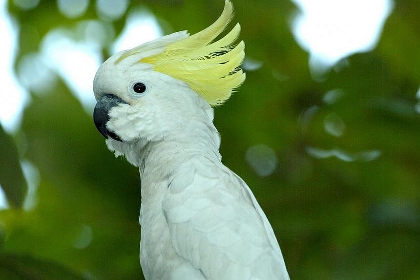 Indonesia's Yellow-crested cockatoo population is at a critical low due to rampant illegal hunting and trade. -- PHOTO: SINGAPORE ENVIRONMENT COUNCIL