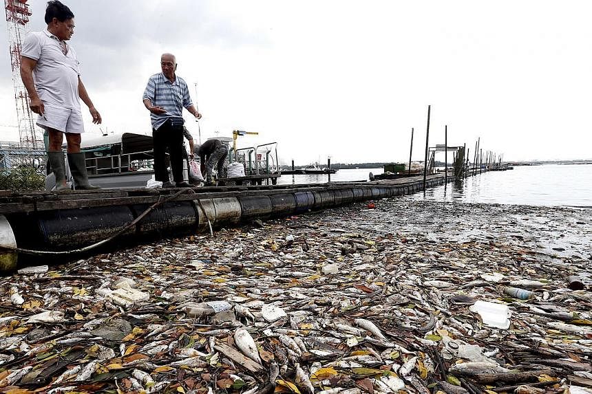 In February and March, 75 fish farms in the East and West Johor Strait were hit by mass fish deaths caused by a plankton bloom. About 500 to 600 tonnes of fish died.
