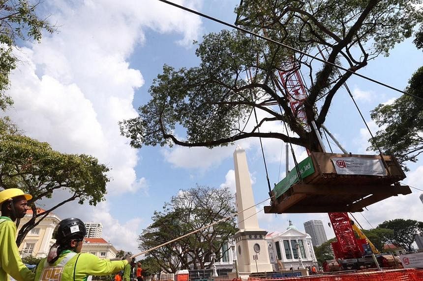 Workers in the final stages of transplanting one of the eight mature rain trees, each about 40 years old, into the new lawn in front of the Victoria Theatre and Concert Hall. -- ST PHOTO: NEO XIAOBIN