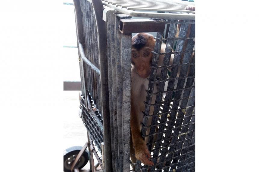 The pig-tailed macaque (above) that was found in a cage at a Hougang car workshop. -- ST PHOTO: AZIZ HUSSIN&nbsp;